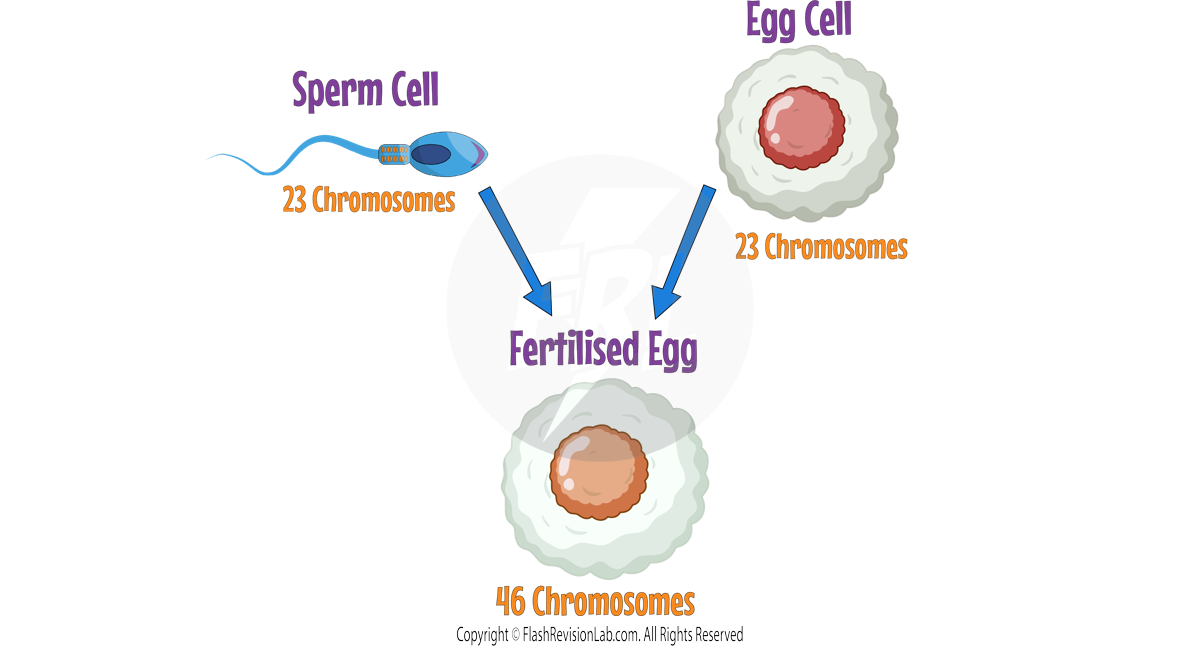 Egg Fertilising